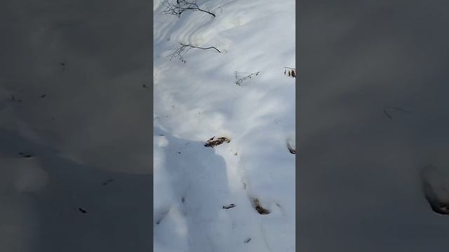 зимний хехцир#хабаровск # смотреть онлайн