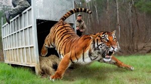 Животные_ Которых Впервые Выпустили на Свободу(1080P_HD)