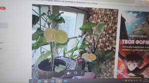 Топперы для цветов своими руками//Утилизация старых и ненужных вещей и предметов