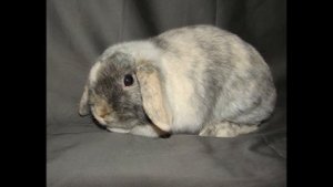 №53 Онлайн-Выставка  кроликов