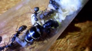 Camponotus japonicus