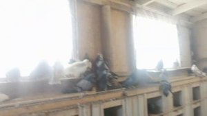 НЕМНОГО О ПОЛЁТЕ. БЕРЕЗНЕГОВАТОВСКИЕ.