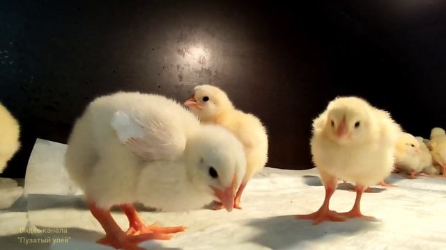 милые жёлтые пушистики ❤️❤️❤️ бройлерные цыплята 👍👍👍Cute yellow fuzzies ❤❤❤❤❤ broiler chickens 👍👍👍