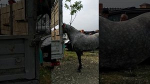 Скотный рынок лошадей Чечня