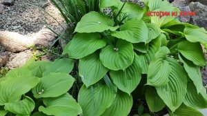 ДВА СЫНА ОСТАЛИСЬ НА ПРАЗДНИК И МАМЕ БЫЛО МАЛО | Истории из жизни