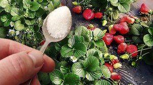 Всего 1 Ложку под Клубнику. Главный СЕКРЕТ супер урожая клубники