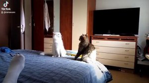 Драка кошек HOME VIDEO