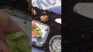 Огромные улитки из леса у меня дома😱 как это возможно?!!!