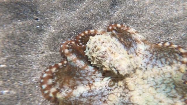 Hilton marsa alam nubian resort 5*,2024(Abu Dabbab)-пятнистый игольчатый скат и другие(часть3) смотреть онлайн