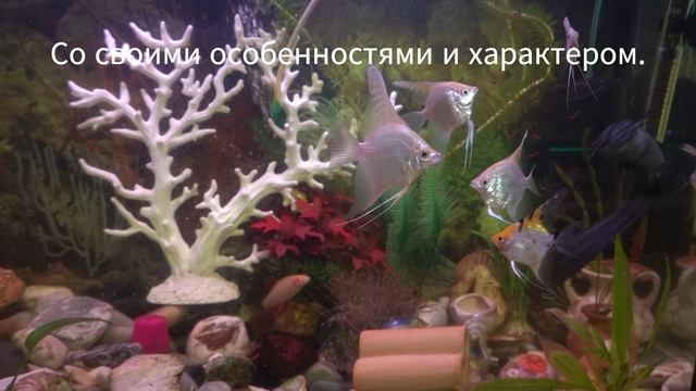 Главный герой моего аквариума.