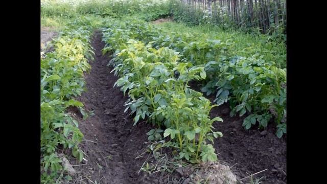 Підгортання картоплі: коли, навіщо і як правильно смотреть онлайн