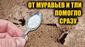 ПРОВЕРЕННЫЙ СПОСОБ! ЗА 1 РАЗ ИЗБАВИЛАСЬ ОТ МУРАВЬЕВ И ТЛИ НАВСЕГДА!