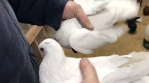Голуби Гапонова Юрия, 0953680406! 04.03.2019г.