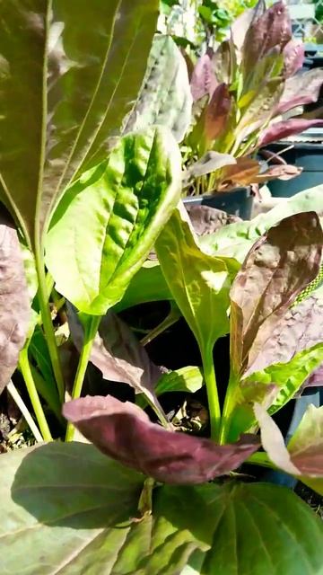 Red Leaf Plantain/zaub ntswg npua liab zoo heev смотреть онлайн