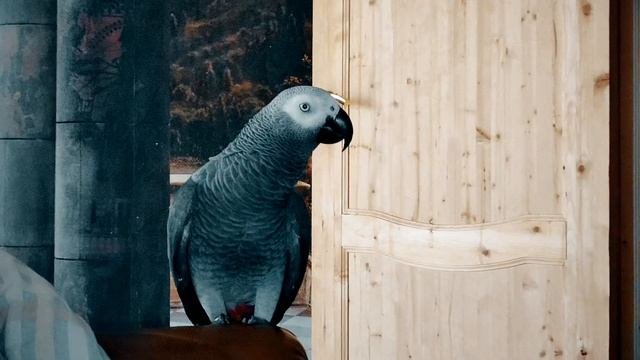 ✅ ЗАЦИКЛЕННЫЙ ПОПУГАЙ - УПРЯМЫЙ КАК ОСЛИК 😂 СМЕШНО ДО СЛЁЗ 🐦 ЖАКО ПЕТРУНЯ