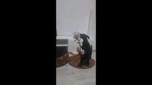 Из Германии в Россию. Наша жизнь в Калининграде. КИТиС , проф. образование. Строительный магазин