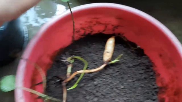 MEMBONGKAR DAN MENANAM KEMBALI TUBER LOTUS #lotus смотреть онлайн