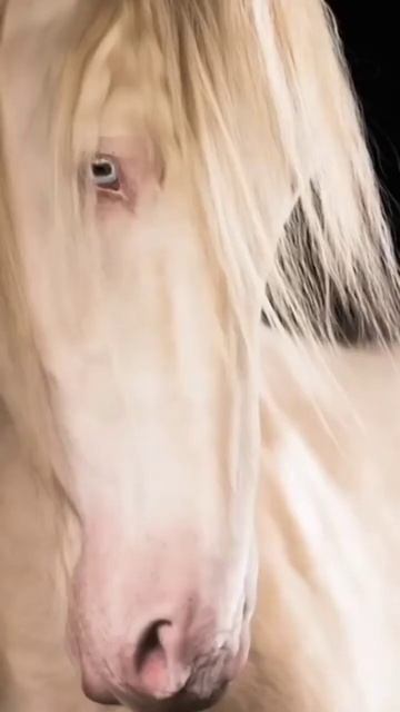 Белая лошадь смотреть онлайн