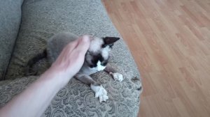 Канадский сфинкс