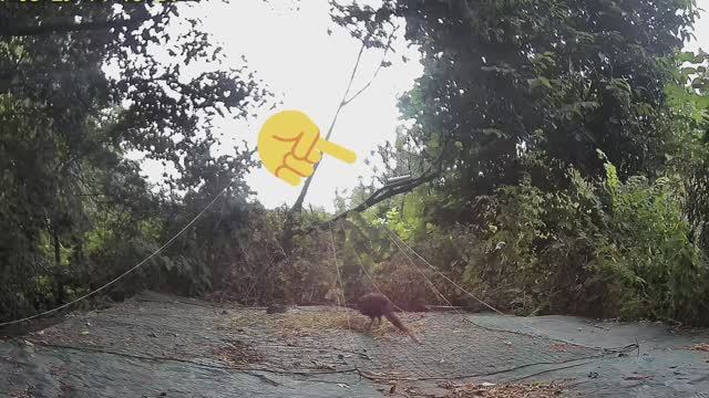 как поймать ФАЗАНА