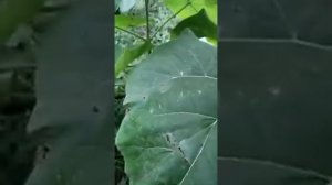 павловния нашествие гусеницы