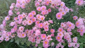 ХОЧЕТСЯ ПОДАРИТЬ ХОРОШЕЕ НАСТРОЕНИЕ!