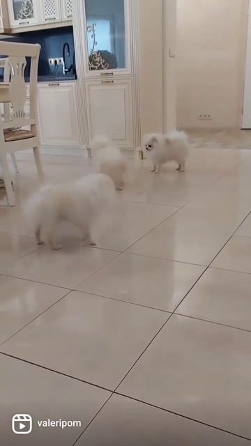 Шпицы ,пырзики смотреть онлайн