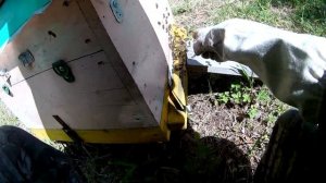 Один день из жизни пчеловода или дежурство на пасеке ч.1