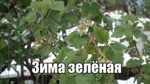 Зима зелёная