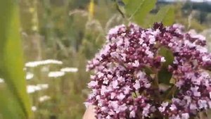 Ромашки, розы, васильки