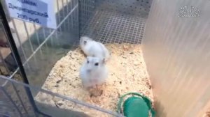 Хомяки ещё те клоуны /приколы про хомяков 🐹