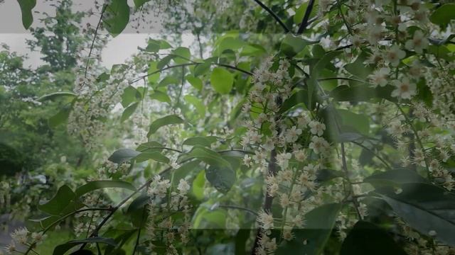 ВИА ,,Голубые гитары"- ,,Первый поцелуй".Музыка-Игорь Гранов,слова-Леонид Дербенёв