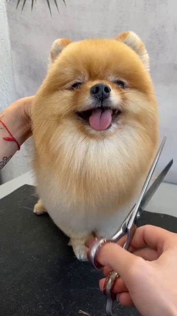 Ничего милее сегодня вы уже не увидите😊#милота #fyp #шпиц #dog #viral #pet #собака #animal #puppy смотреть онлайн