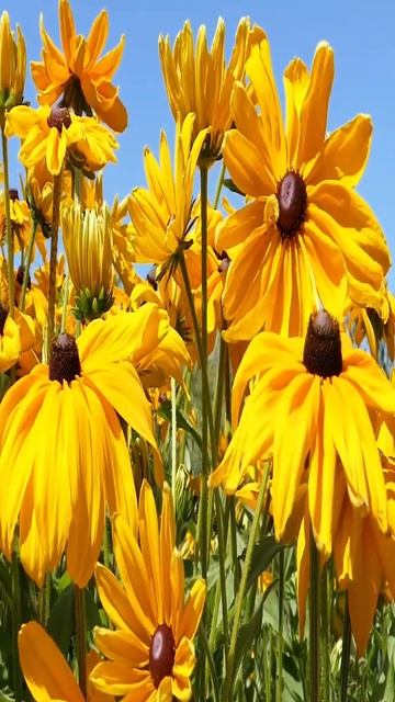 Мелодии пленяют сердце. Расслабиться #shorts смотреть онлайн