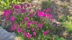 Когда Армерию нужно пересаживать?