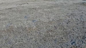 09.03.2025 ЧТО ДЕЛАТЬ? : ЛПХ В ОПАСНОСТИ