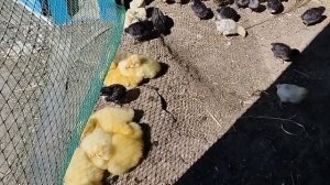 Уход и содержание гусят и цыплят.