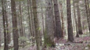 Охота на вальдшнепа с курцхааром Liberovento EURO