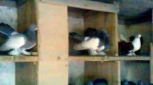 урюпинские синие