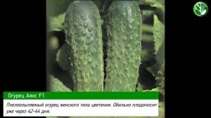 Огурец Аякс F1: краткие характеристики и фото