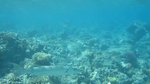 Баракуда в Хургаде смотреть онлайн