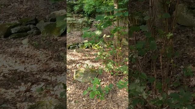 BEGINNER Tree Work. Climbing Gear Show and tell смотреть онлайн