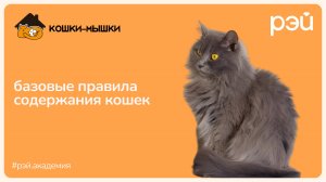 Базовые правила содержания кошек