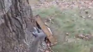 Пьяная белка