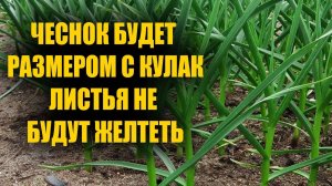 ЧЕСНОК БУДЕТ РАЗМЕРОМ С КУЛАК!
