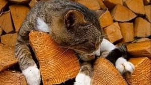 Деревенские коты . Смешные кошки.