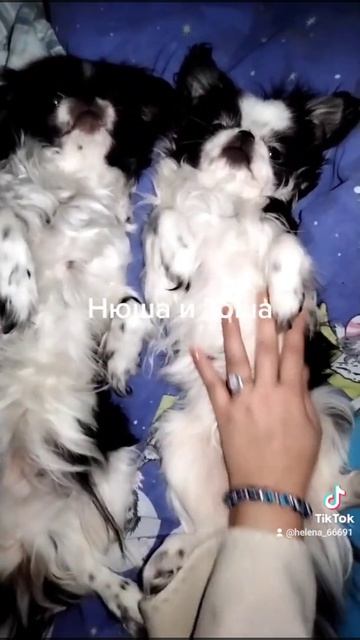 Мой любимый Японский Хин ТошНюшки