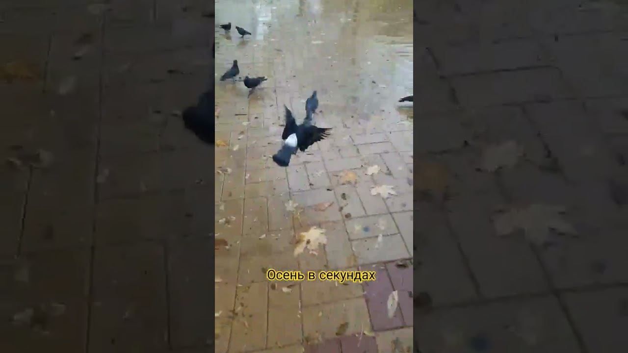 #осень #утро #пятница #доброеутро #осеннеенастроение  #дождь #лужи #shorts #shortvideo #short #trend