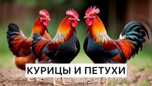 Куры и петухи: удивительные факты