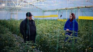 Агроном у которого 50 Га теплиц, сравнил два субстрата Кокосовый и Березовый. В теплице у Марата